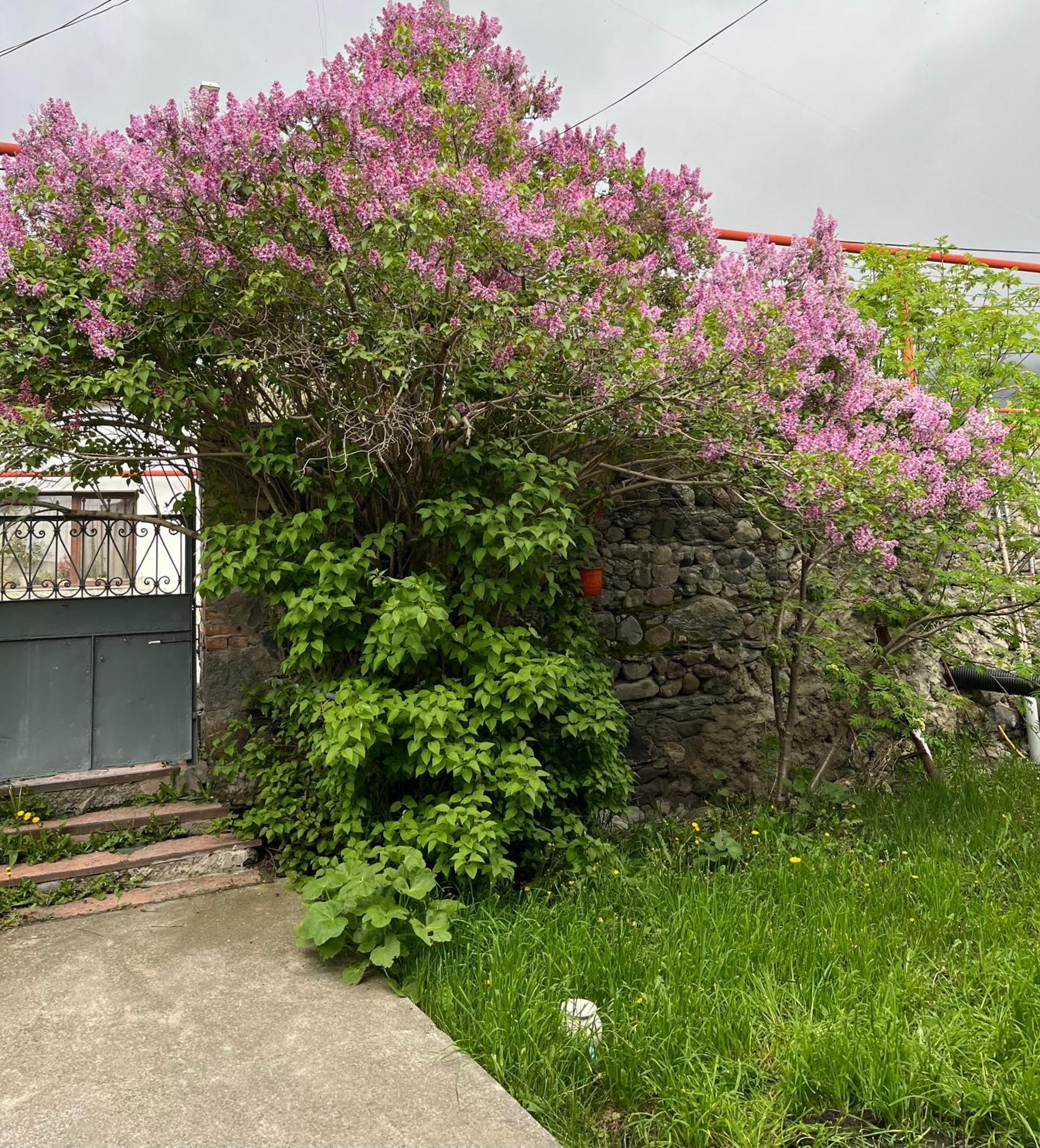 Soso Burduli'S Guesthouse كازباجي المظهر الخارجي الصورة